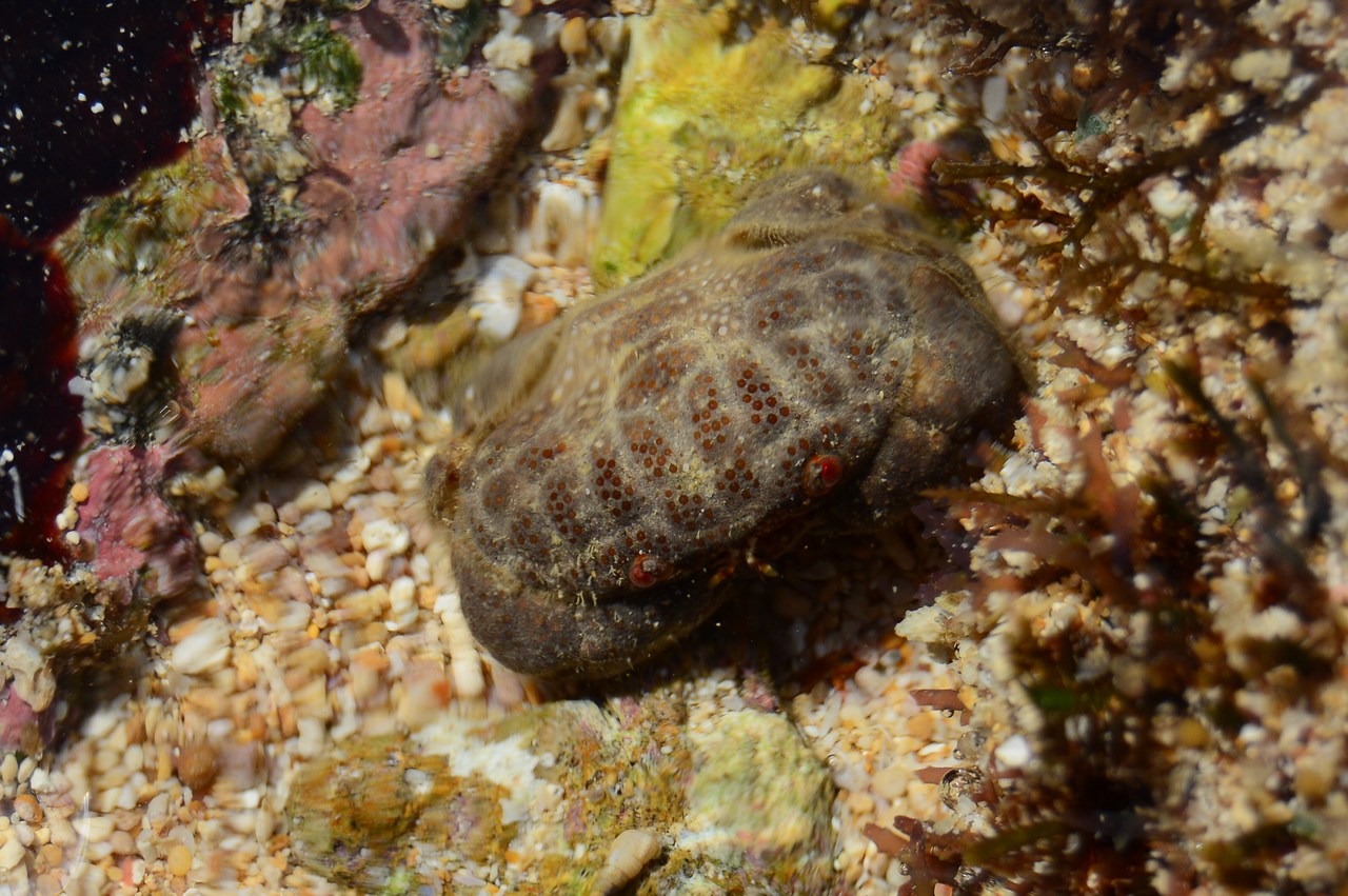 Actaeodes tomentosus